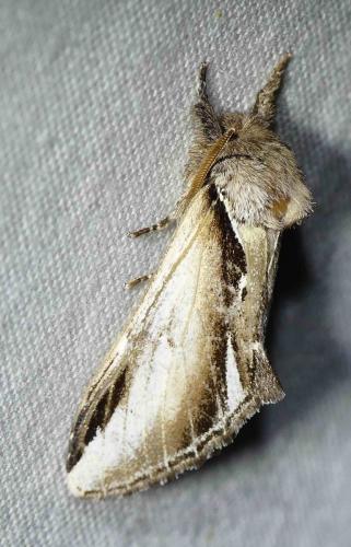Pheosia gnoma